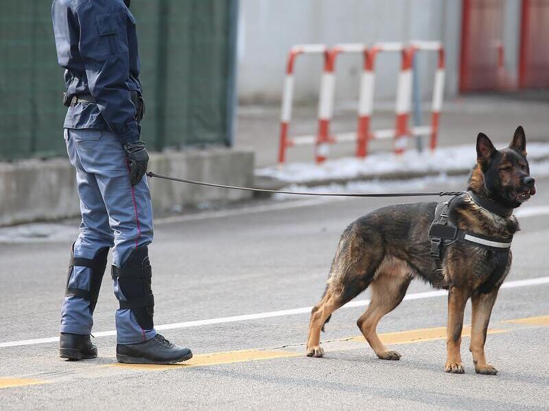 Maître-chien agent de sécurité